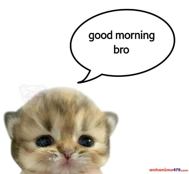 meme chào buổi sáng bro