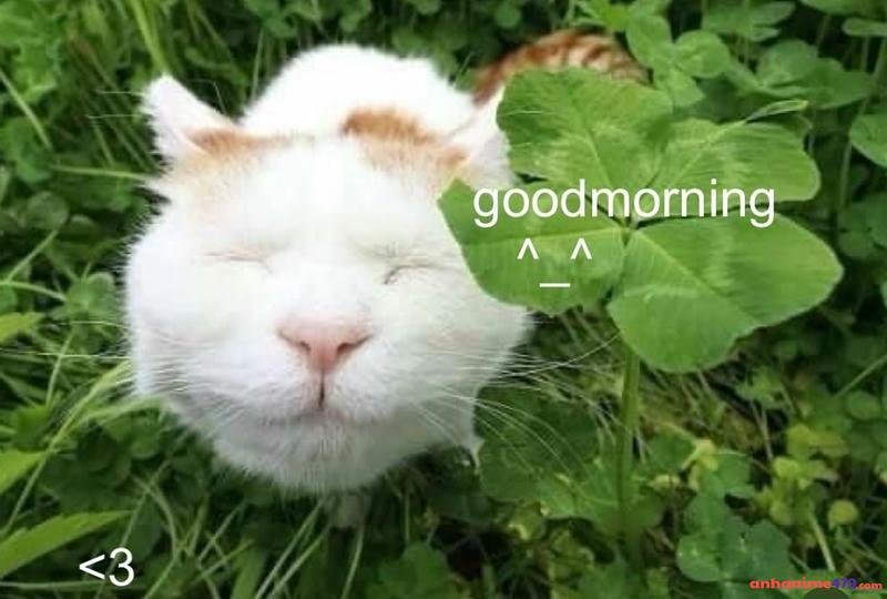 meme chào buổi sáng chế