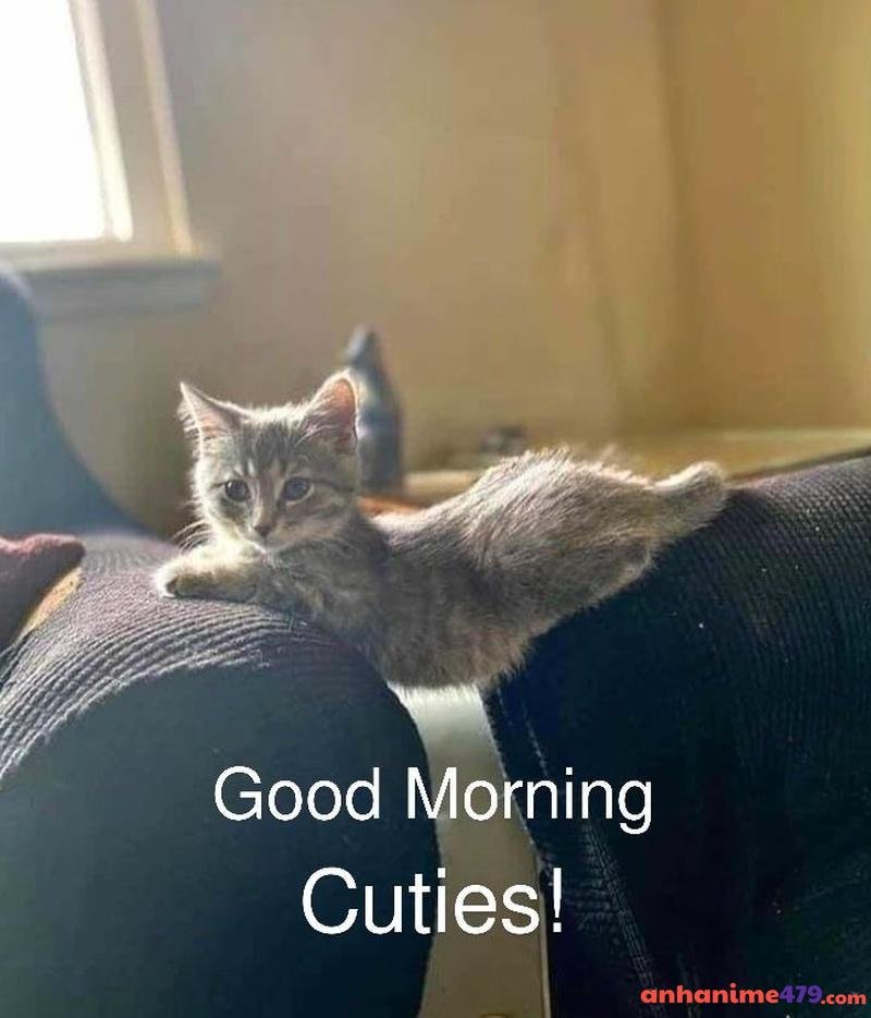 meme chào buổi sáng cutie