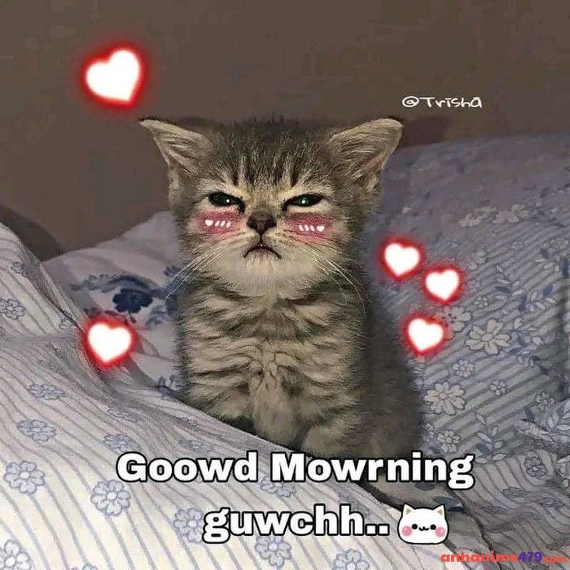 meme chào buổi sáng tim