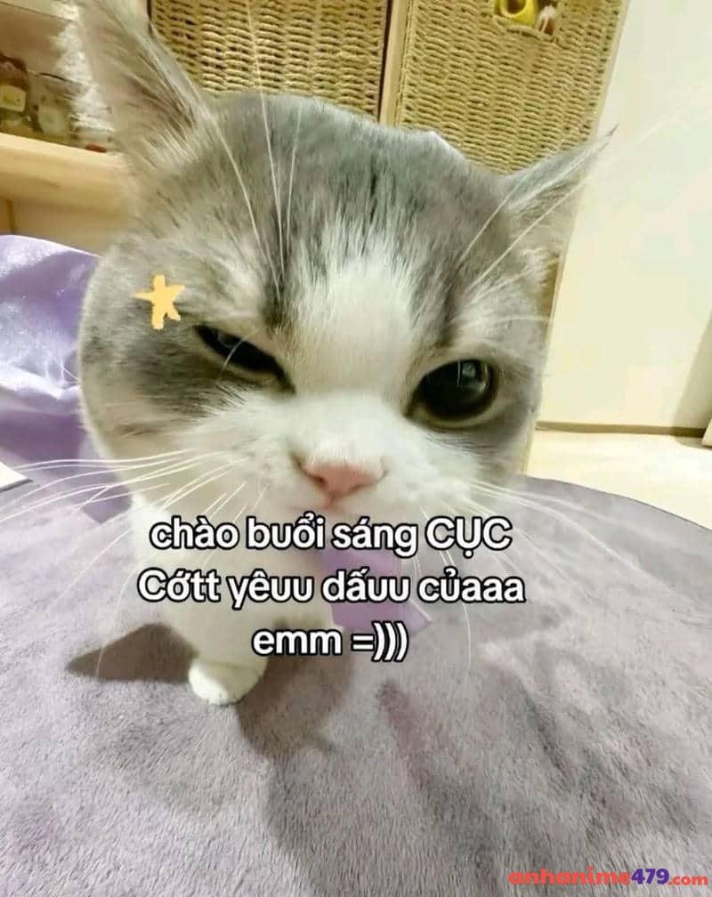 meme chào buổi sáng