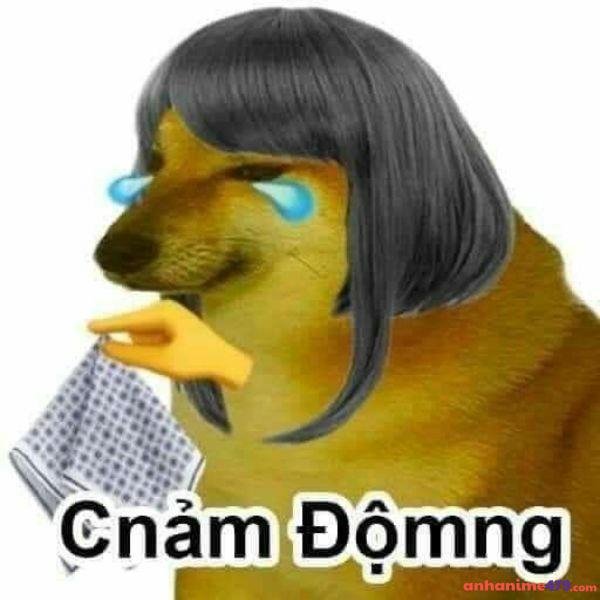 meme chê cảm động