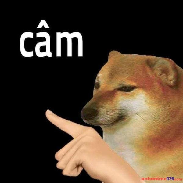 meme chê câm