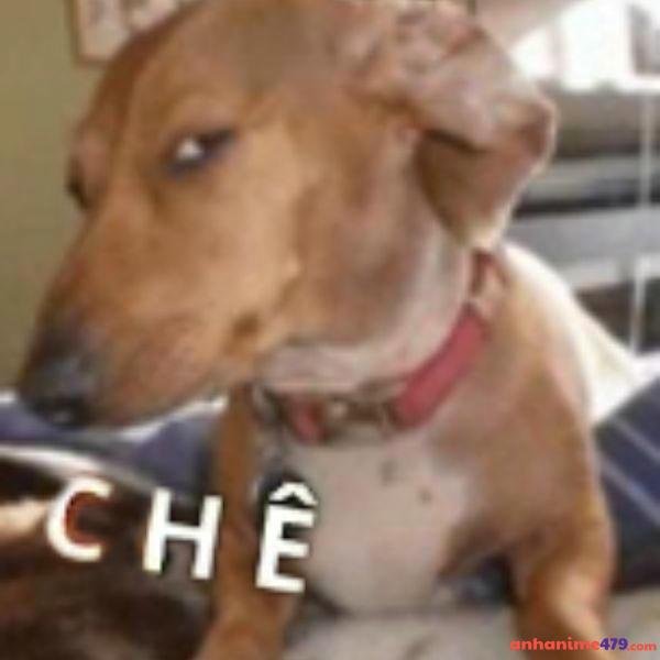 meme chê chó liếc