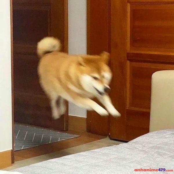 meme chê chó nhảy