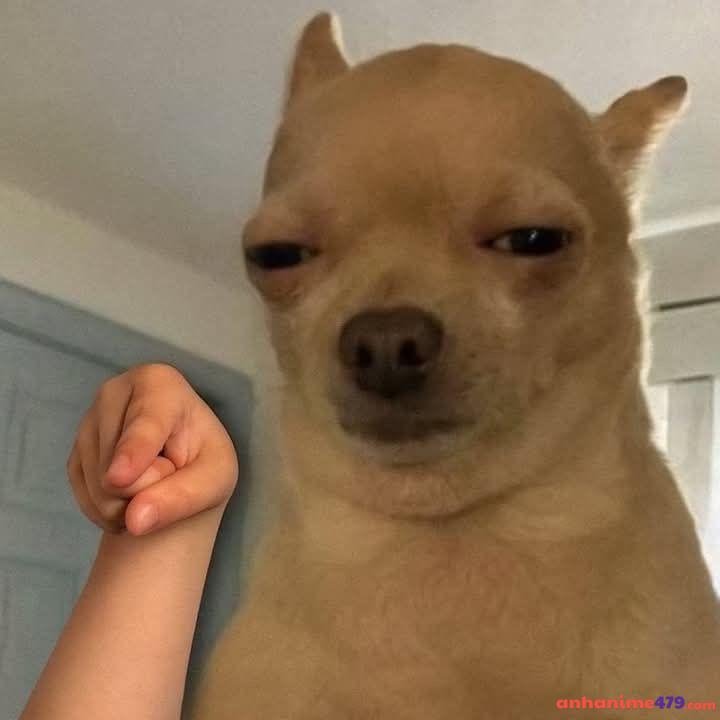 meme chỉ tay cún