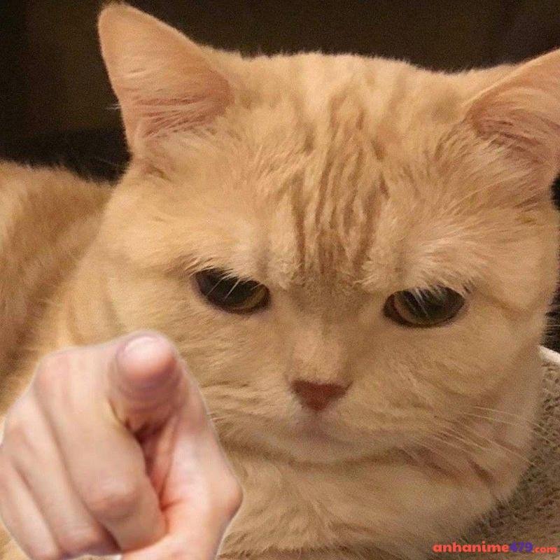 meme chỉ tay mèo cute
