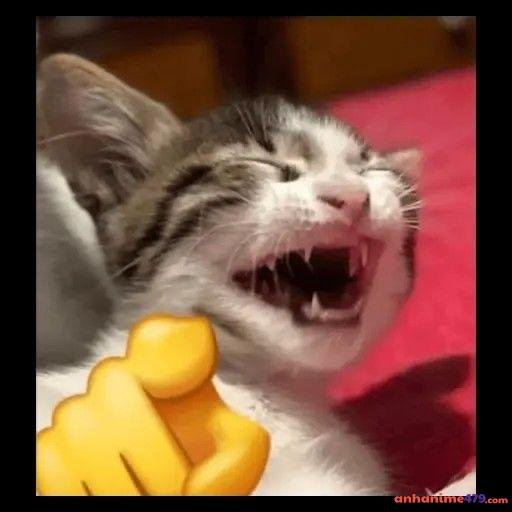 meme chỉ tay meo mèo
