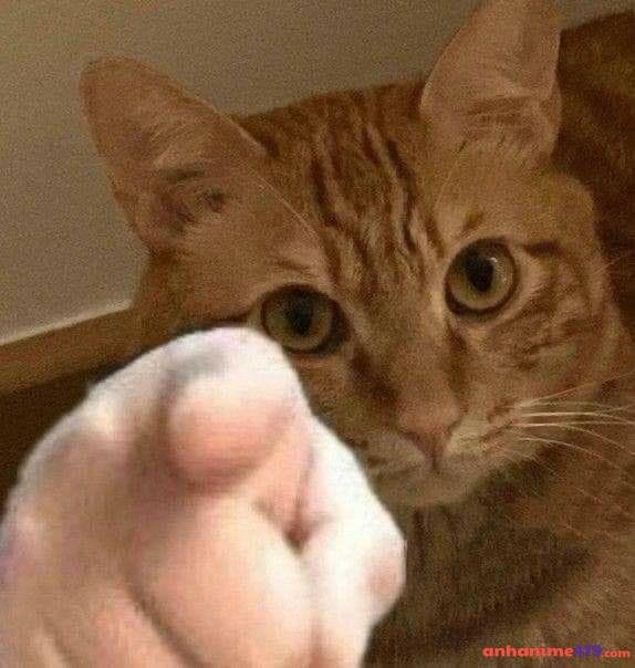 meme chỉ tay mèo