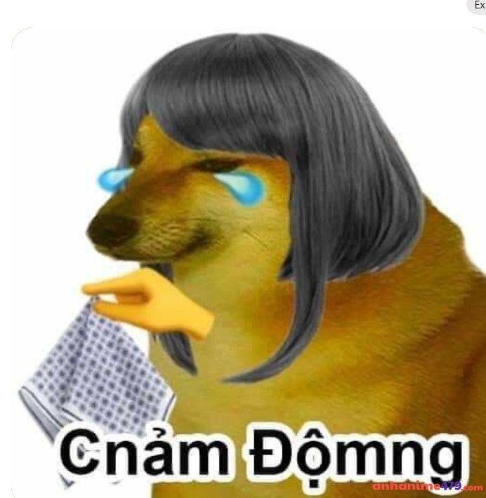 meme chó bựa cảm động
