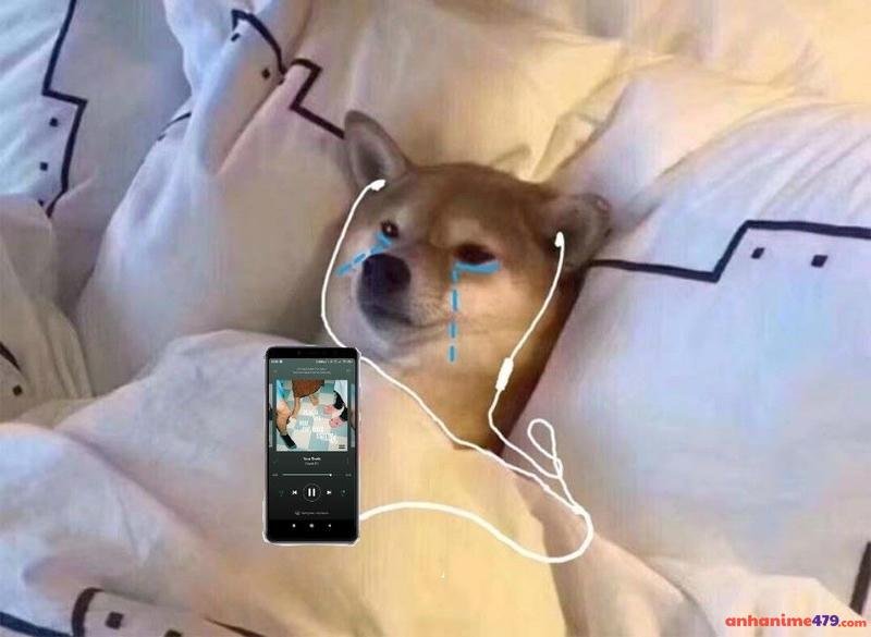 meme chó bựa chill