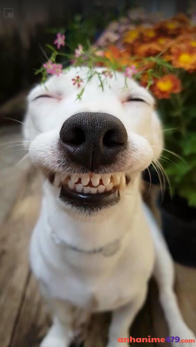 meme chó bựa cười