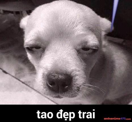 meme chó bựa đẹp