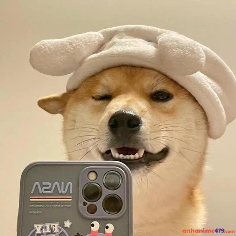 meme chó bựa điệu