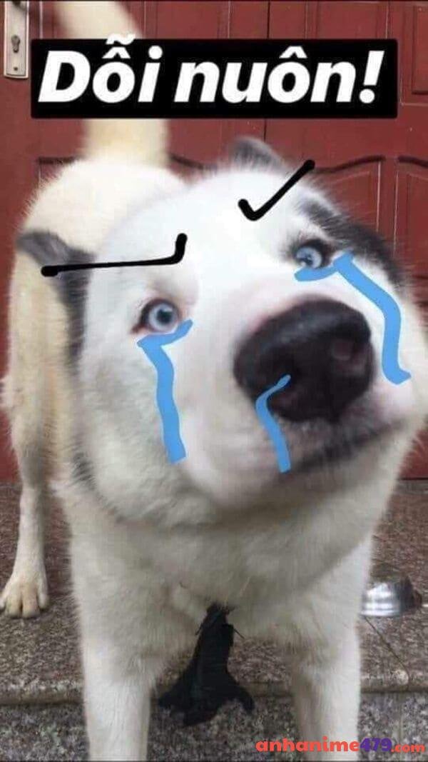 meme chó bựa dỗi