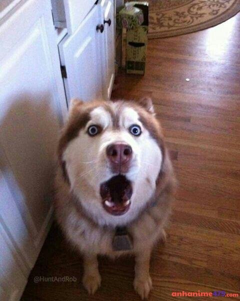 meme chó bựa hết hồn