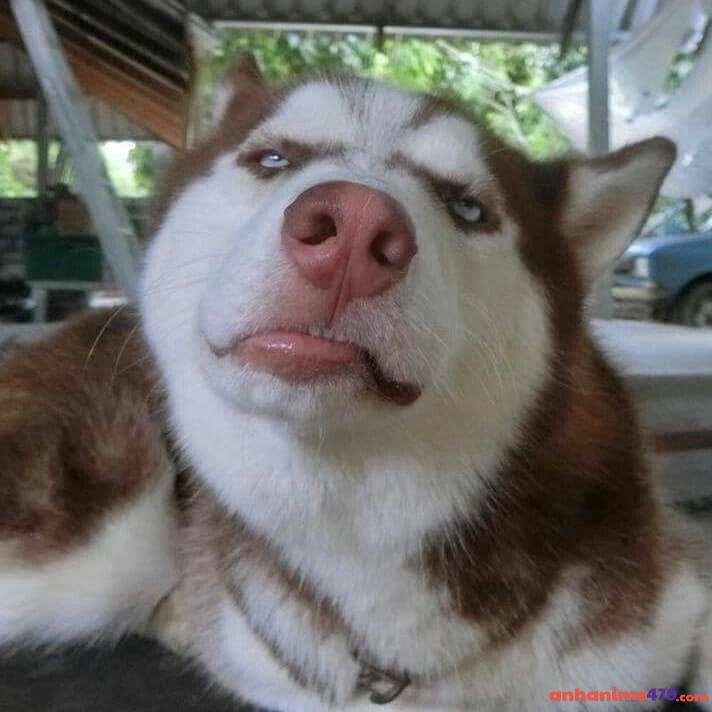 meme chó bựa khinh bỉ