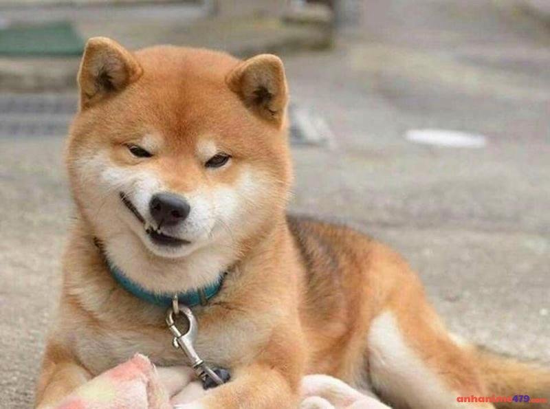 meme chó bựa khinh