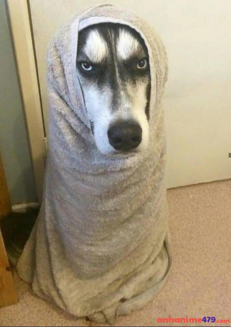 meme chó bựa lườm