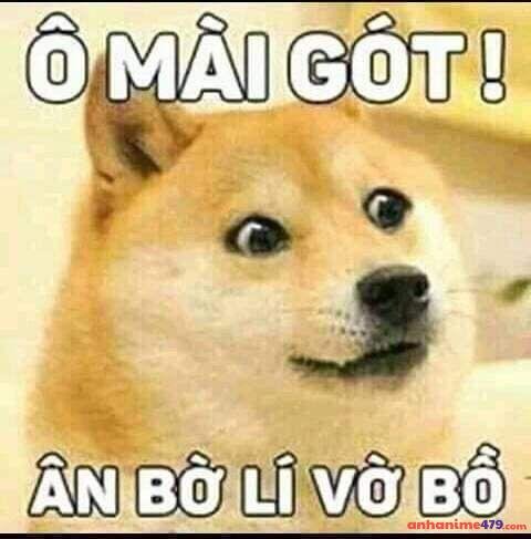 meme chó bựa ngạc nhiên