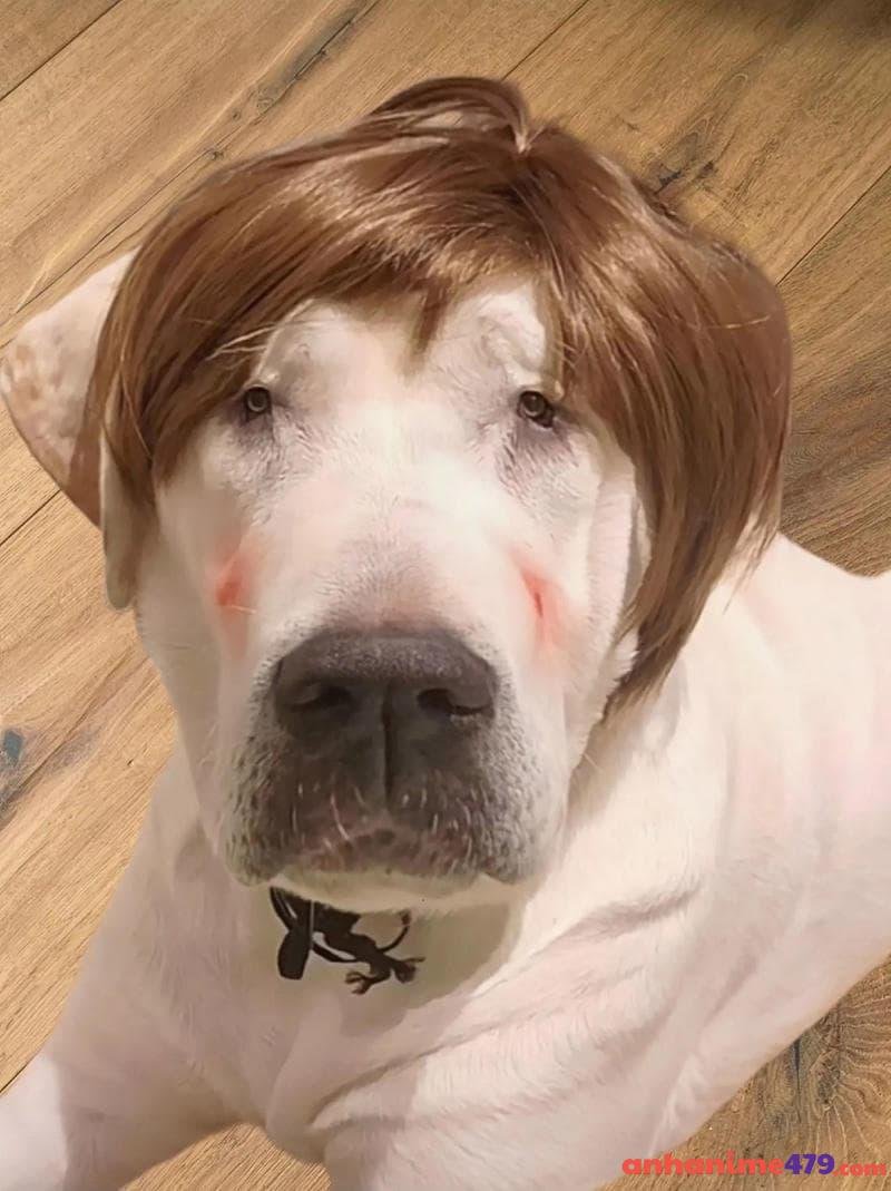 meme chó bựa ngáo