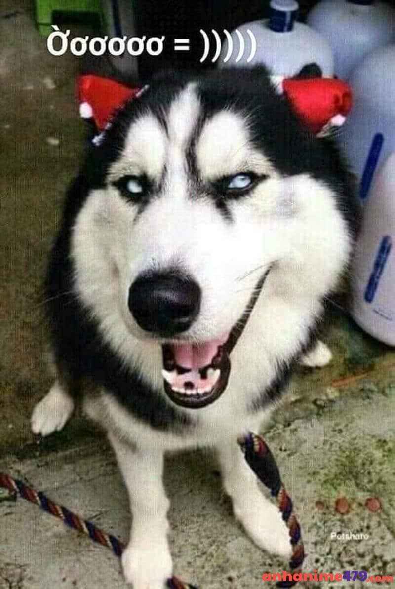 meme chó bựa tức