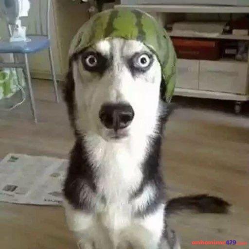 meme chó ngáo bựa