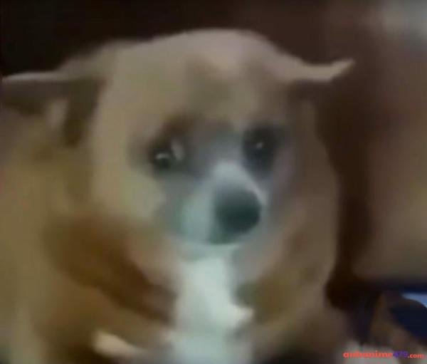 meme chó nghi ngờ