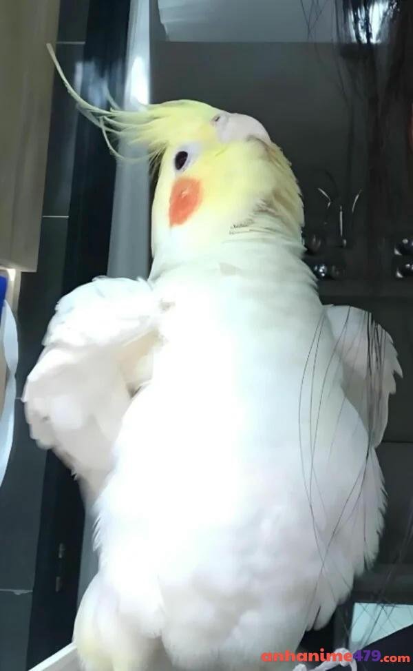 meme chống tay chế dễ thương