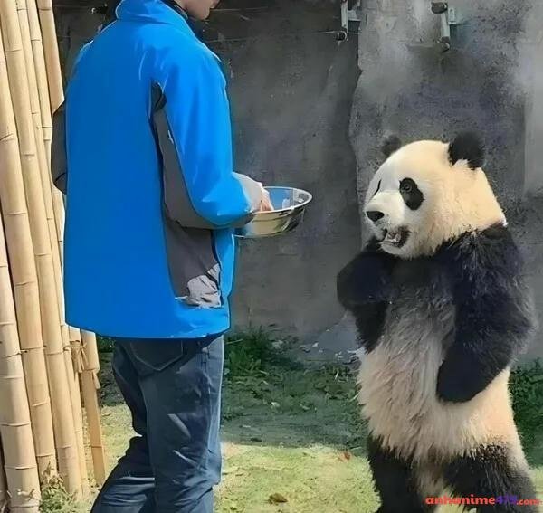 meme chống tay vui nhộn