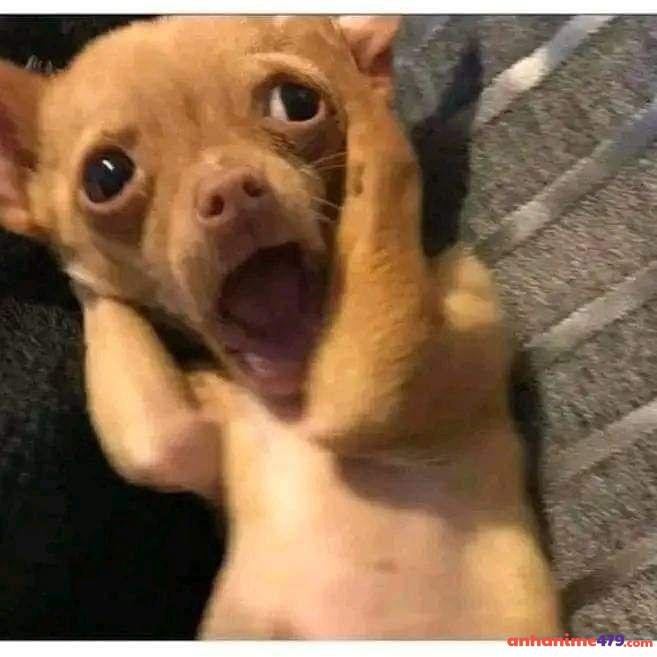 meme chúc ngủ ngon chó