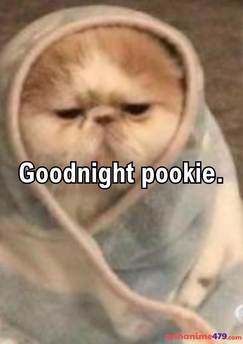 meme chúc ngủ ngon cute