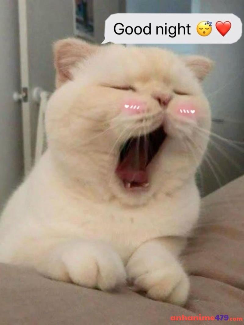 meme chúc ngủ ngon đáng yêu