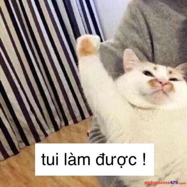 meme cố lên tui làm được