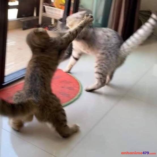 meme đánh nhau 2 meo