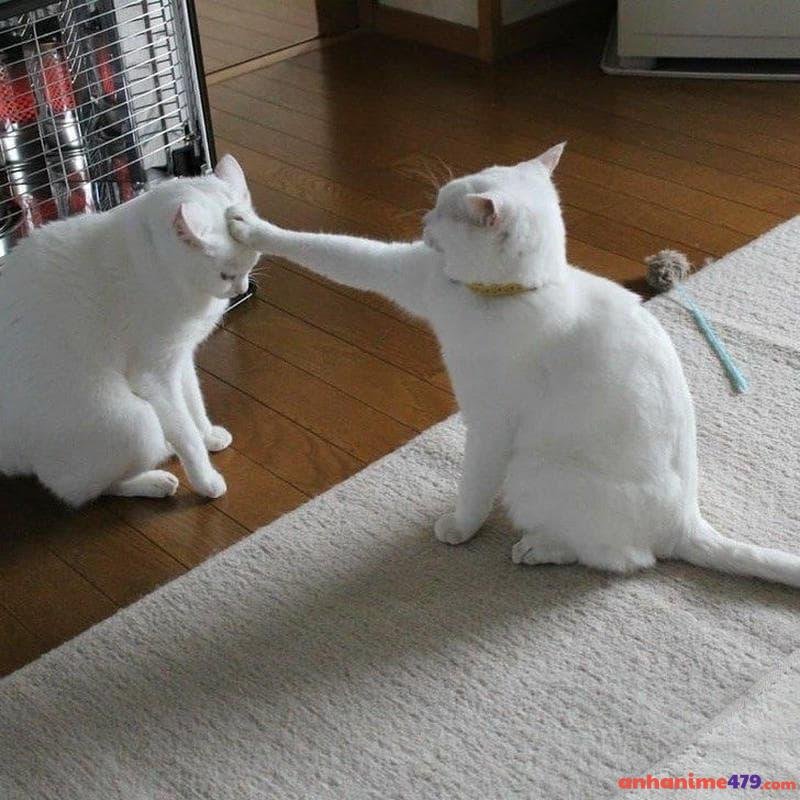 meme đánh nhau mèo