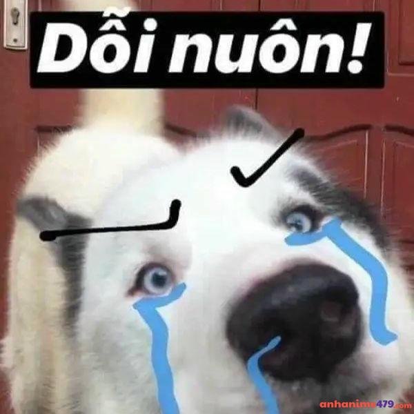meme dỗi