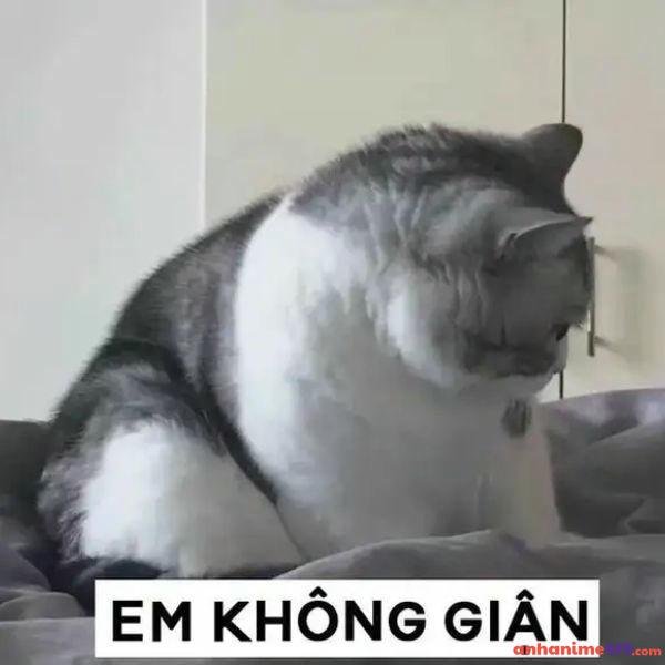 meme dỗi ân hận