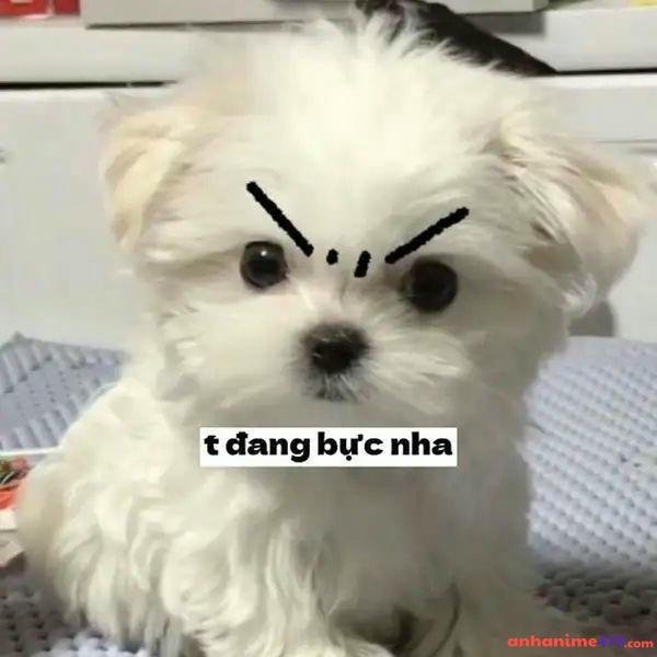 meme dỗi bực nha
