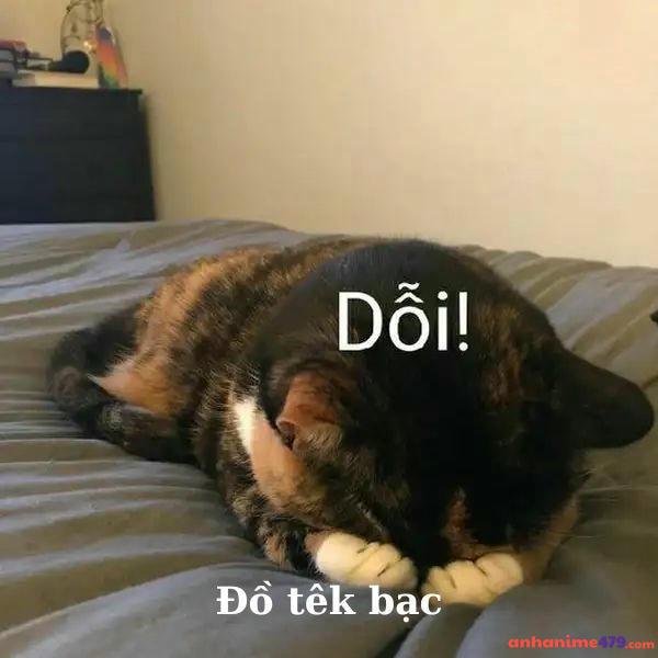 meme dỗi đồ tệ bạc