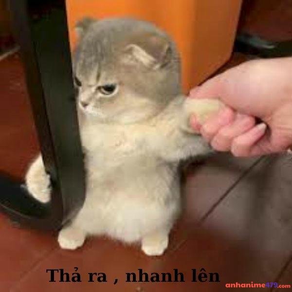 meme dỗi thả tao ra