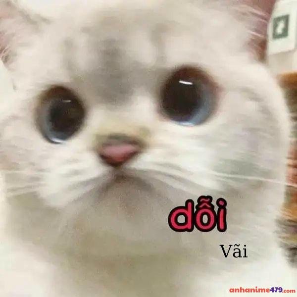 meme dỗi vãi luông