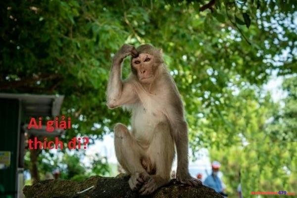 meme gãi đầu đáng yêu