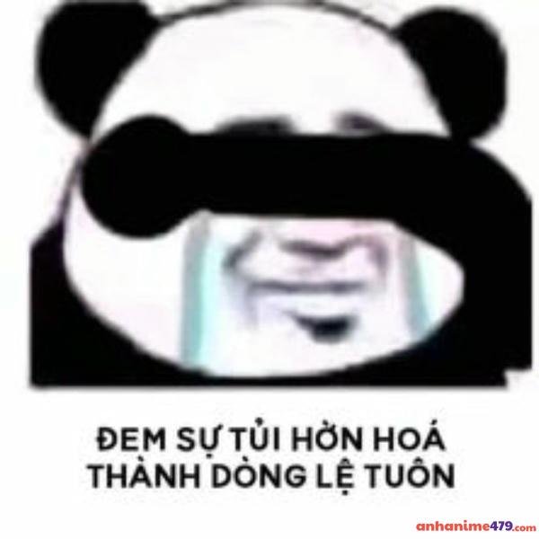 meme gấu khóc