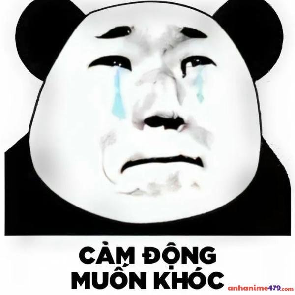 meme gấu trúc bựa khóc