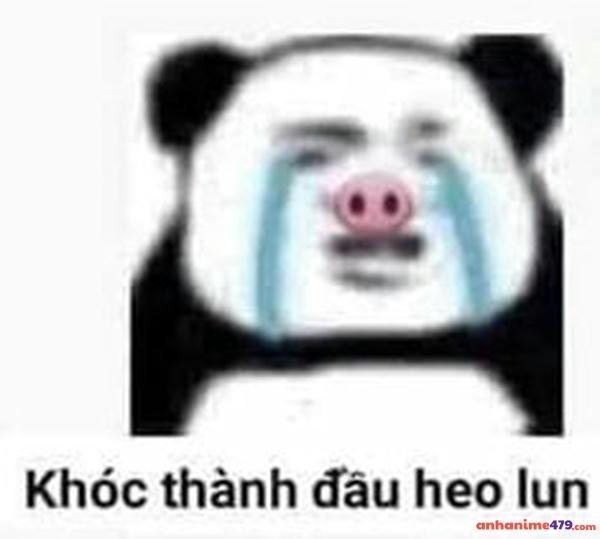 meme gấu trúc khóc bịp