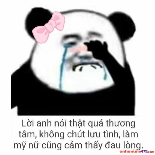 meme gấu trúc khóc gấu