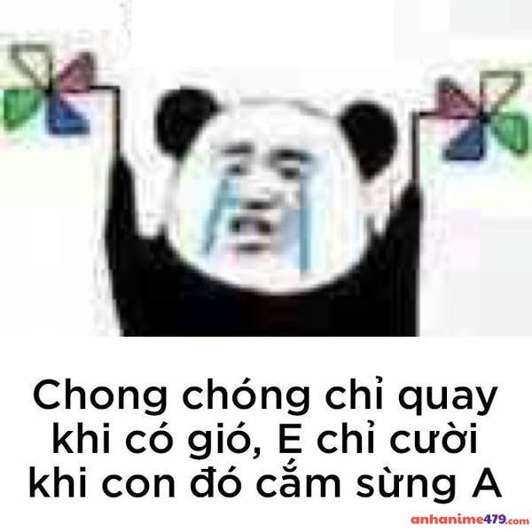 meme gấu trúc khóc quay chong chogs
