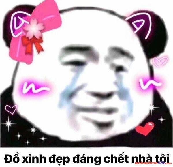 meme gấu trúc khóc troll bạn