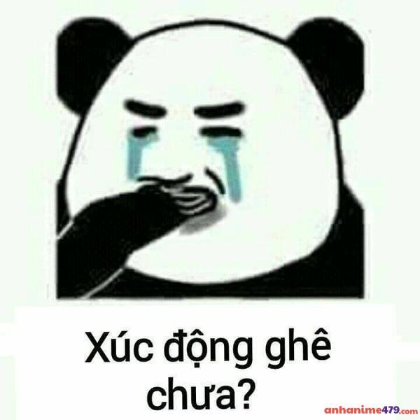 meme gấu trúc khóc xúc động